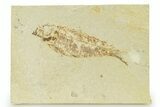 Bargain, Fossil Fish (Knightia) - Wyoming #334046-1